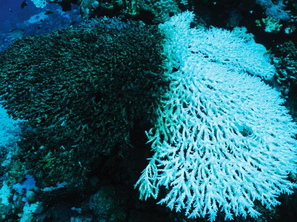 Image of a bleached coral