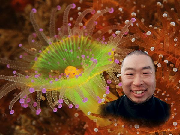 Picture of a Jewel anemone in Scilly waters, portrait of Yo-Han Cha overlaid