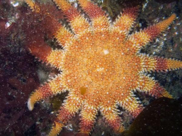 Thumbnail photo for Scuba diving in Eyemouth with Barnsley BSAC Divers 