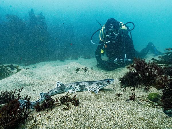 Thumbnail photo for Keep an eye out: it's the Great Shark Snapshot 