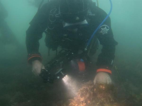 Thumbnail photo for Help our seas – BSAC Operation Oyster update