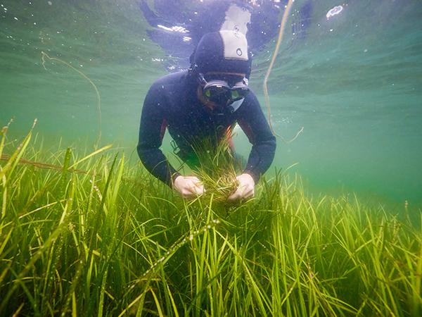 Thumbnail photo for Seagrass harvest - BSAC divers required!