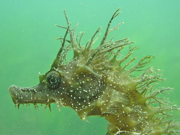 Thumbnail photo for What to do if you spot a seahorse when surveying seagrass