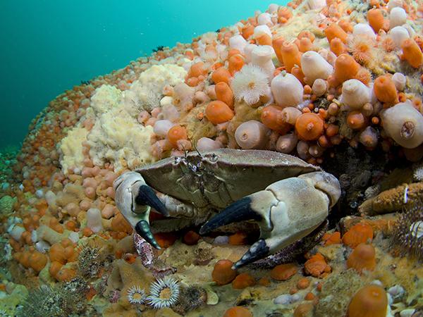 Snorkelling resolutions for 2018