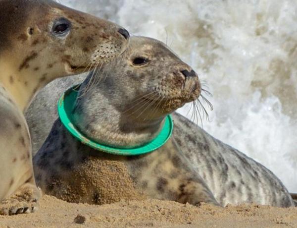 Thumbnail photo for Support the Seal Alliance&rsquo;s call for a ban on plastic flying rings