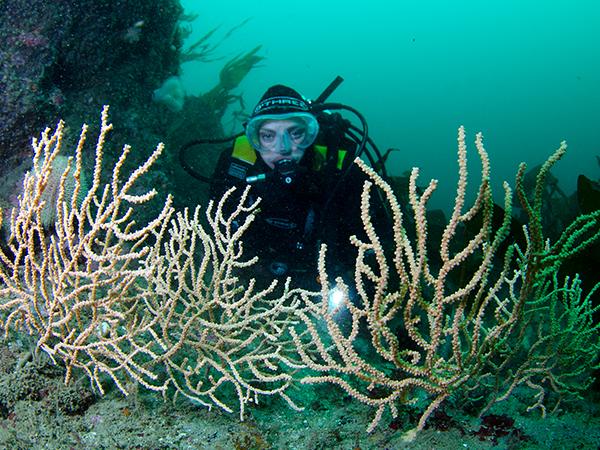 Thumbnail photo for 10 reasons why you should go diving in the UK this summer