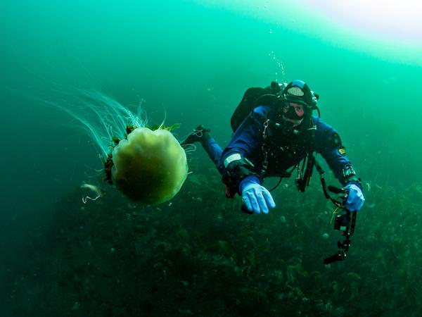 Thumbnail photo for The fascination of lion's mane jellyfish