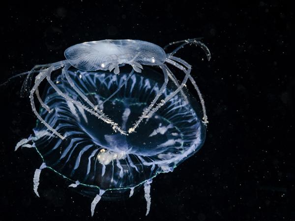 Crab-like, translucent Larval crustacean riding a similarly translucent jelly, Indonesia