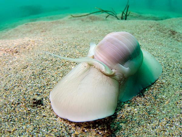 Thumbnail photo for 70 years of diving with a purpose