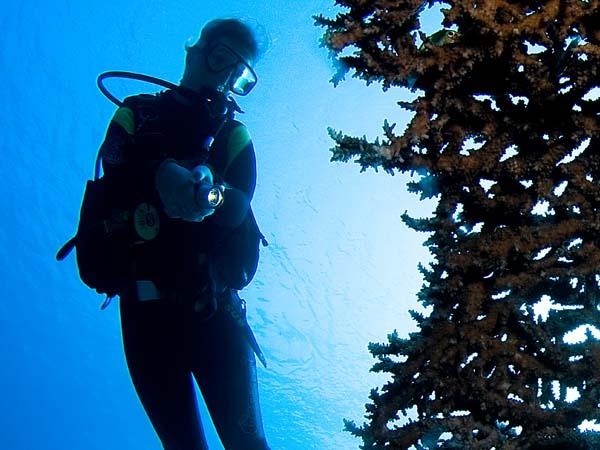 Thumbnail photo for Diving and the menstrual cycle 