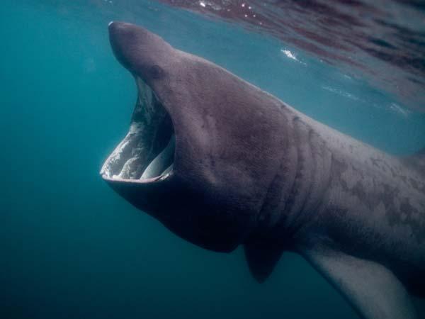 Thumbnail photo for Torbet on the Tube: snorkelling with a purpose