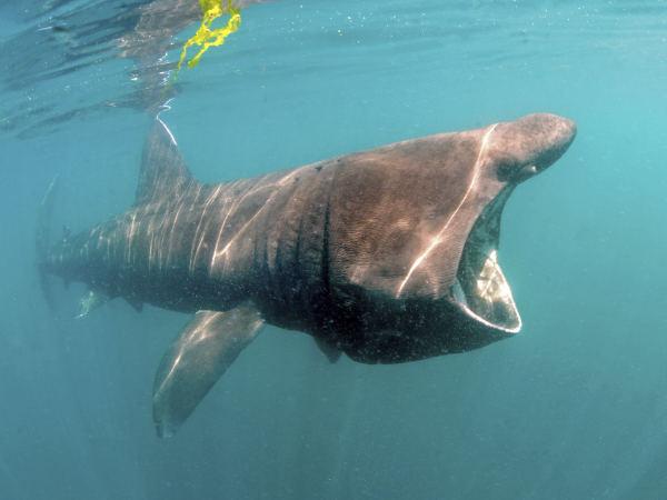 Thumbnail photo for Call out to report basking shark sightings