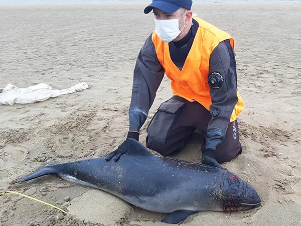 Thumbnail photo for BSAC Marine Champion signs up as Marine Mammal Medic