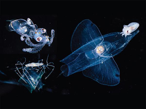 Thumbnail photo for Black water diving reveals the mysteries of the deep