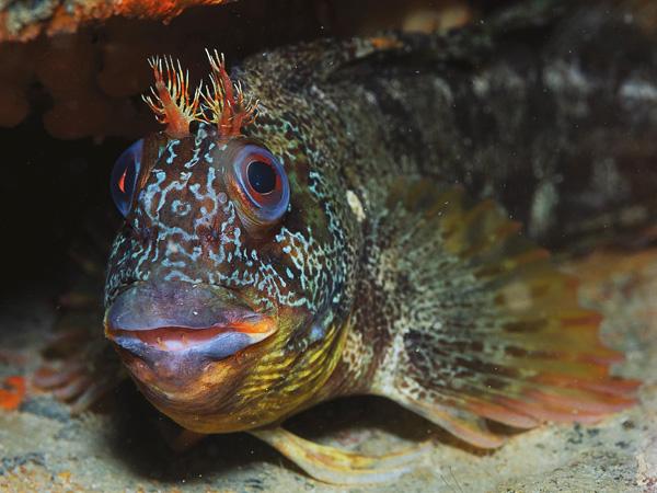 Thumbnail photo for Discovering underwater photo opportunities in the Channel Islands