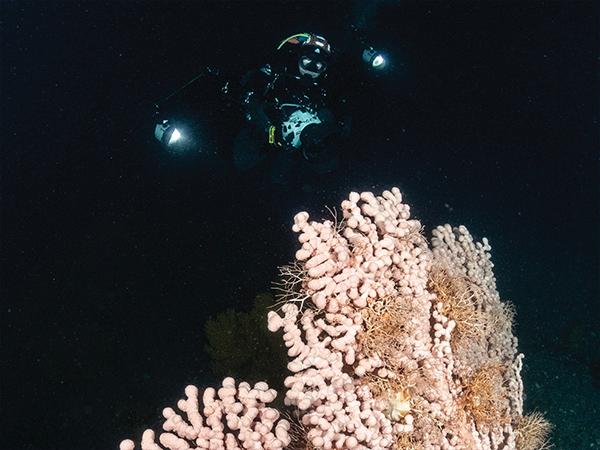 Thumbnail photo for Leave your comfort zone… and learn new scuba diving skills