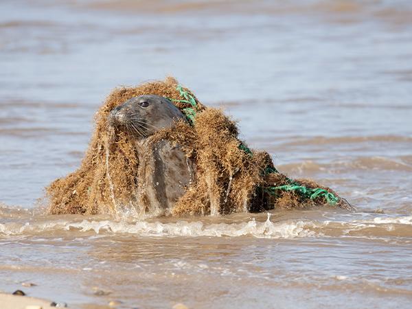 Thumbnail photo for BSAC launches conservation projects and events hub