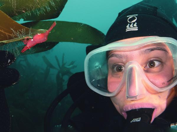 Curious Kirsty finds a rare shrimp in a kelp forest