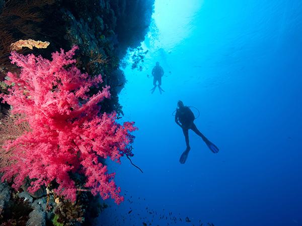 Thumbnail photo for BSAC members save on diving holidays with Diverse Travel