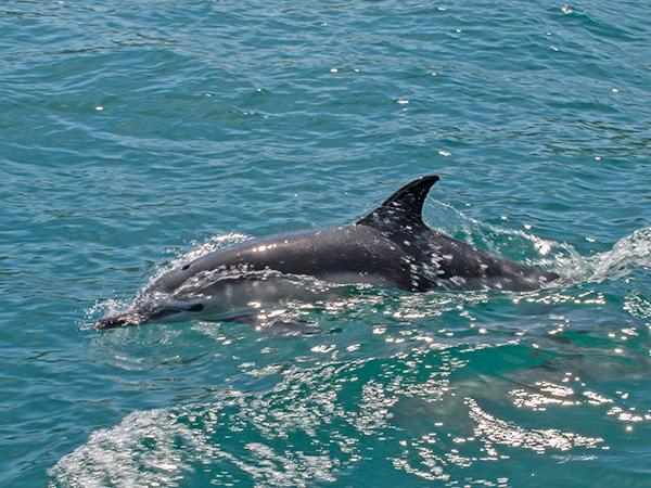 Thumbnail photo for Look out for 'blue planet' moments this National Marine Week