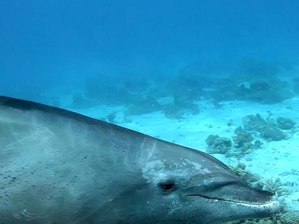 Thumbnail photo for Dolphin encounter when scuba diving with Lisburn SAC