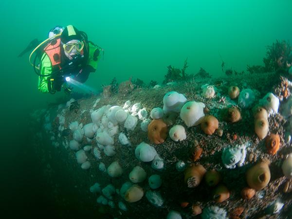 Thumbnail photo for Protected wreck dive trails: share your thoughts