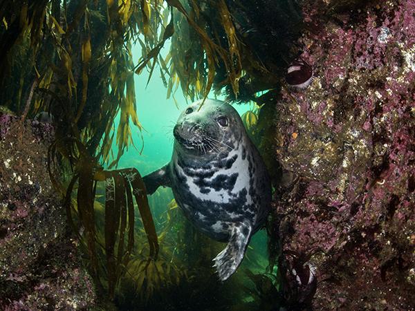 Thumbnail photo for How to feed your diving habit while you’re not diving