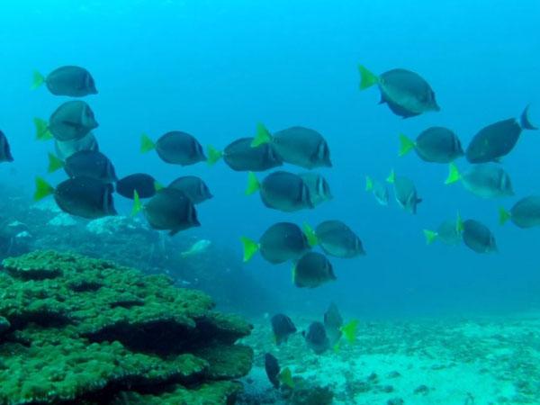 Thumbnail photo for Finding El Nino - a diving trip to Malpelo in the eastern Pacific