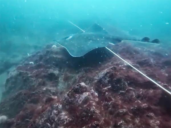Thumbnail photo for BSAC diver enjoys rare flapper skate sighting