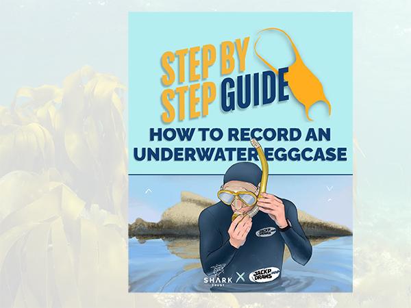 Thumbnail photo for Summer push for Great Eggcase Hunt records