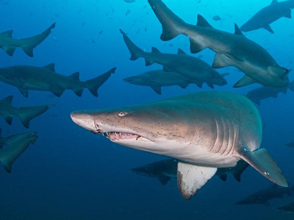 Thumbnail photo for BSAC members: join the Great Shark Snapshot