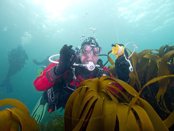 Diving in Highly Protected Marine Areas