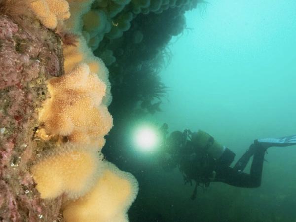 Thumbnail photo for BSAC releases Annual Diving Incident report for 2019