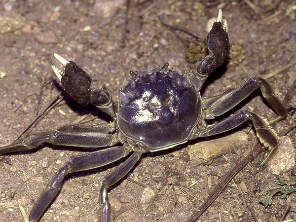 Thumbnail photo for Invasive crab species are a claws for concern