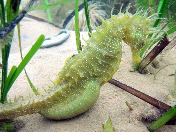 Thumbnail photo for Is Poole rig killing seahorses?