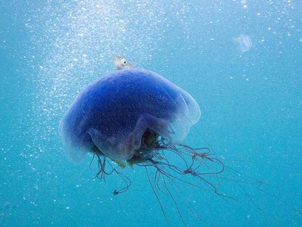 Thumbnail photo for How a jellyfish stings (and why it hurts)