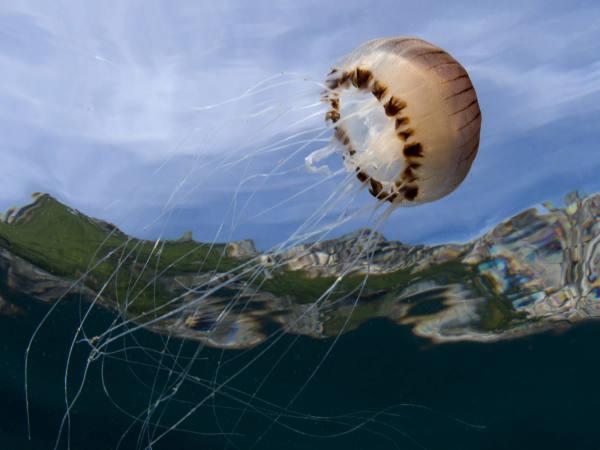 Thumbnail photo for Jellyfish movement: a model of efficiency