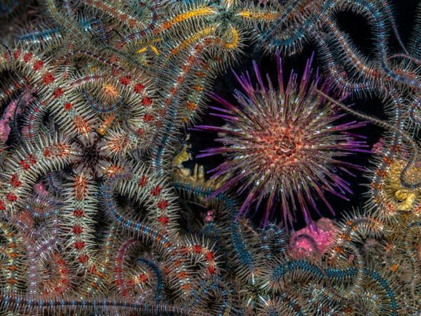Thumbnail photo for Stunning UK marine life on display in Underwater Photographer of the Year 2024