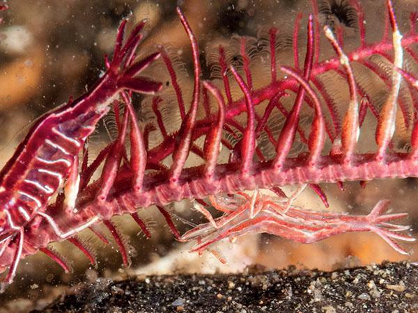 Two blood red shrimps camouflaged on the stalk of a crimson featherstar