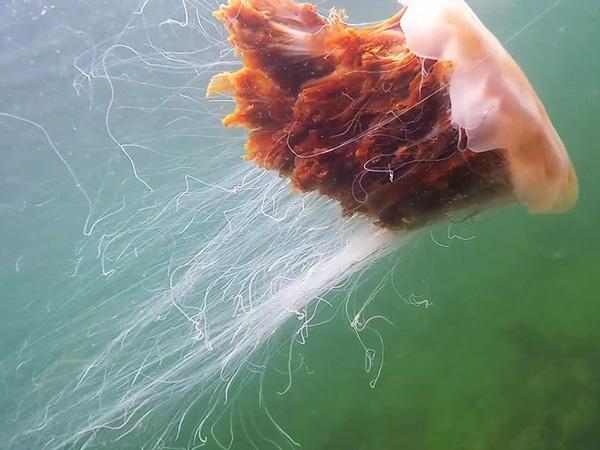 Thumbnail photo for Lion's Mane, snorkelling at Isle Martin, Scotland. Look, don't touch!