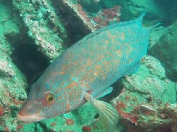 Thumbnail photo for Great BSAC diving from Lisburn Sub-Aqua Club