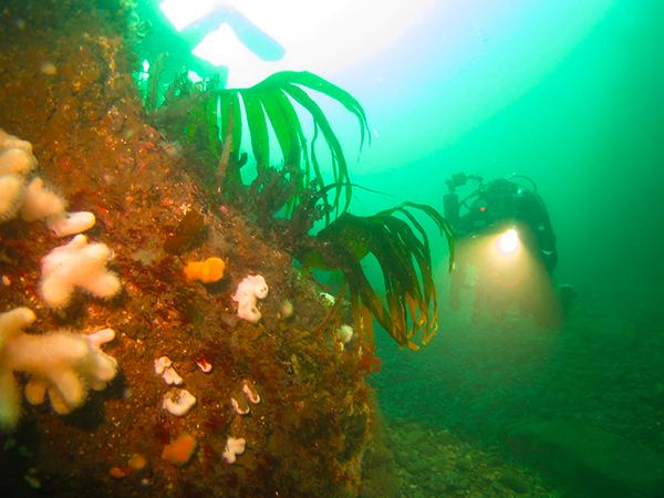 Thumbnail photo for Scottish Borders Council pass their Motion for the Ocean