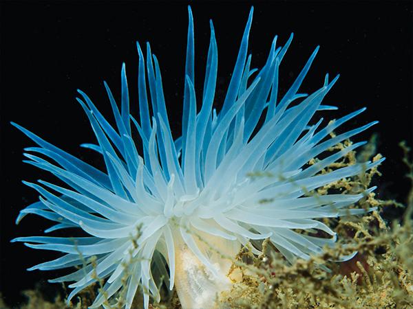 Thumbnail photo for Importance of mud for marine life