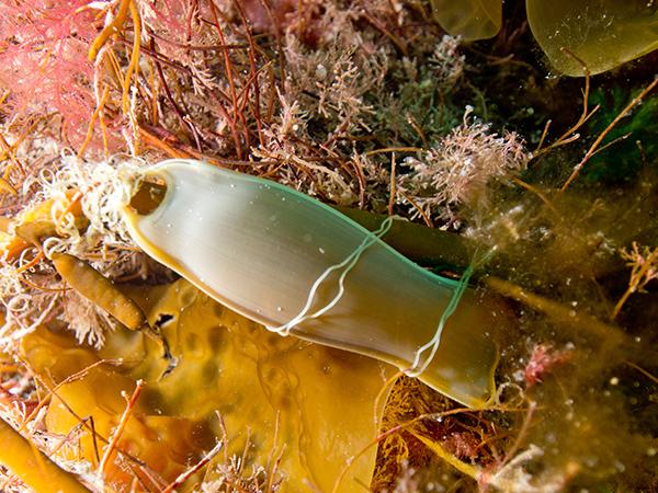 Thumbnail photo for Shark Trust and BSAC partner to improve knowledge on egglaying sharks and skate