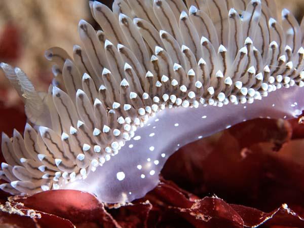 Thumbnail photo for Nudi blitzing in Skomer