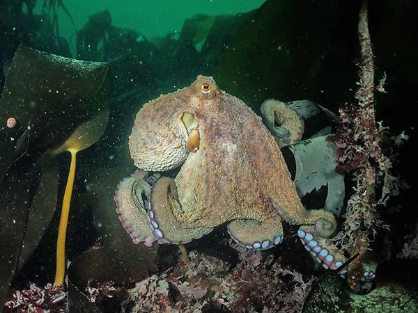 Thumbnail photo for Report your octopus sightings!