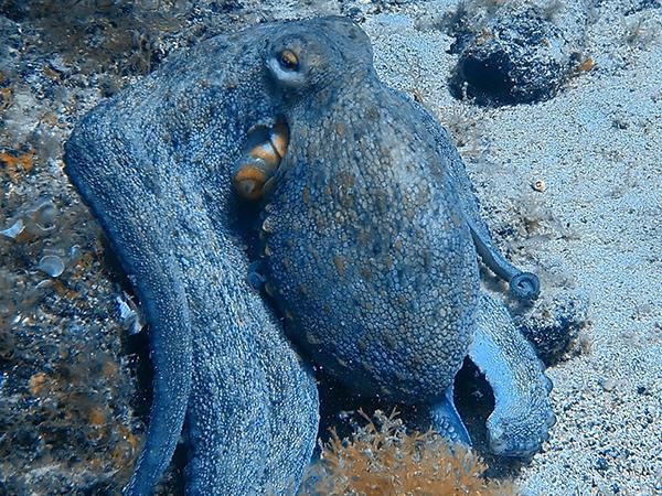 Thumbnail photo for Report your octopus sightings!