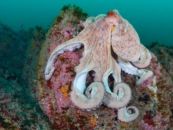 Thumbnail photo for The boom in UK octopus sightings 