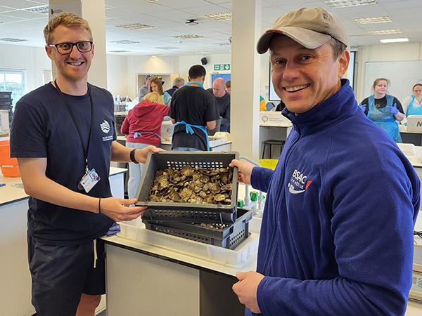 Thumbnail photo for Volunteers prepare 30,000 oysters for The Solent 