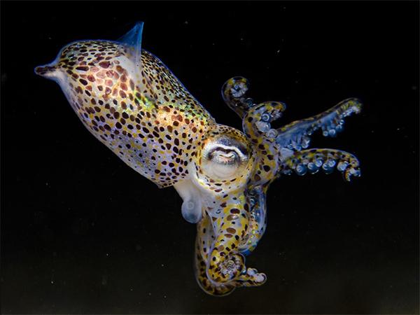 Thumbnail photo for Bobtail squid image wins British and Irish Underwater Photography Championship 2022